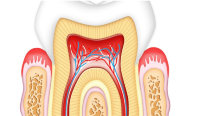 Endodontologie in der Zahnarztpraxis Ochinko